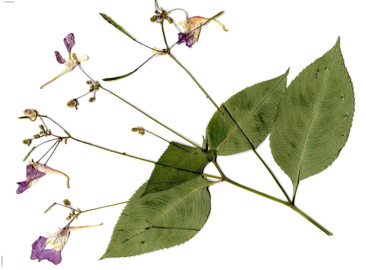 Impatiens balfouri (Balsaminaceae)